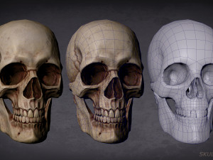 skull game-ready asset and 3d print Modelo 3D