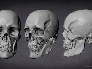skull game-ready asset and 3d print 3D-Modell