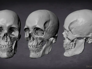 skull game-ready asset and 3d print 3D Model