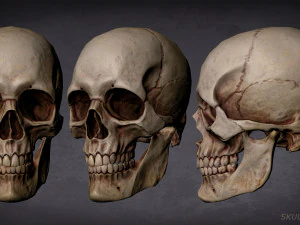 skull game-ready asset and 3d print 3D Model
