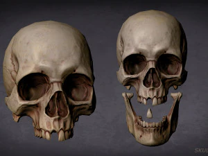 skull game-ready asset and 3d print 3D Model