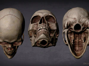 skull game-ready asset and 3d print 3D Model