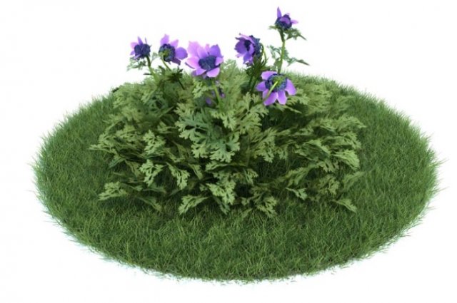 anemone coronaria 3D 모델 .c4d .max .obj .3ds .fbx .stl .blend 