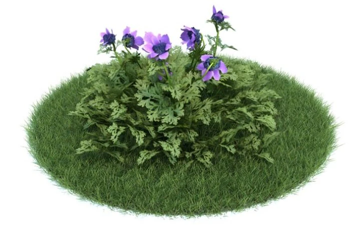 anemone coronaria 3D Model .c4d .max .obj .3ds .fbx .stl .blend 
