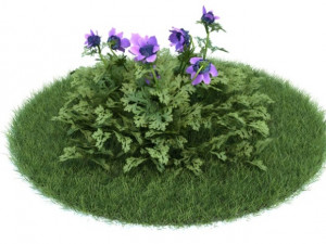 anemone coronaria 3D Model