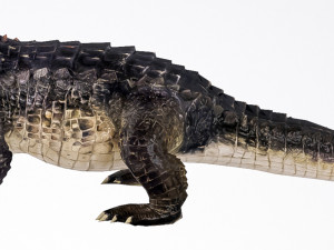 realistic crocodile 3D 模型