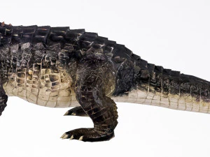 realistic crocodile 3D Model