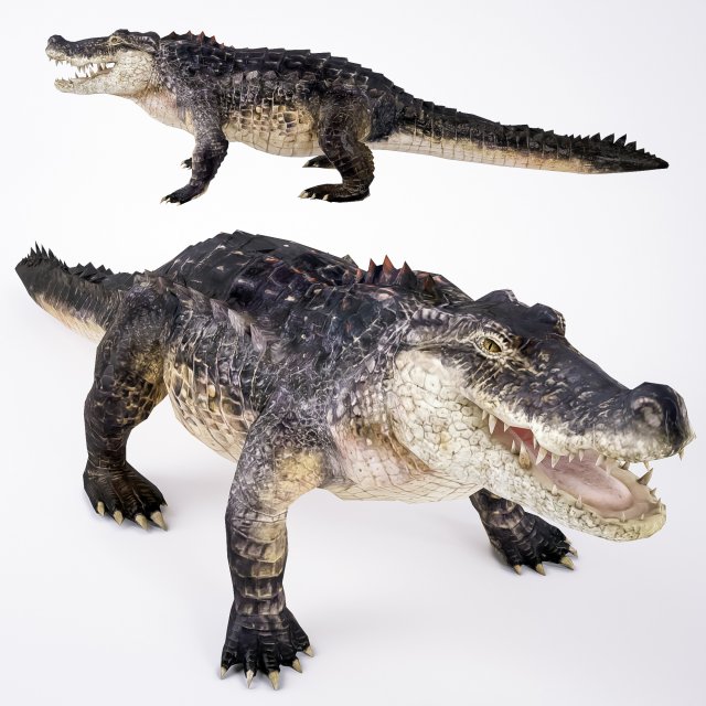 realistic crocodile 3D 模型 .c4d .max .obj .3ds .fbx .stl .blend 