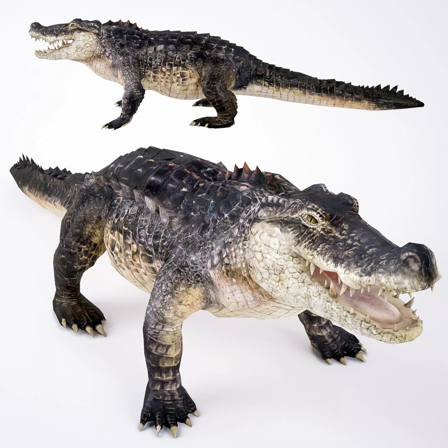 realistic crocodile 3D Model .c4d .max .obj .3ds .fbx .stl .blend 