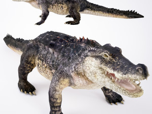 realistic crocodile Modèle 3D