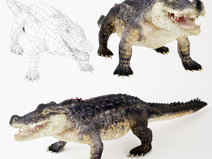 realistic crocodile 3D 模型