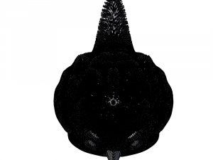 toy fur bird 3Dモデル