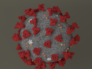 coronavirus 2019-ncov 3D Model