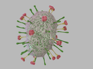 nipah virus 3D Model