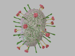 nipah virus 3D Model