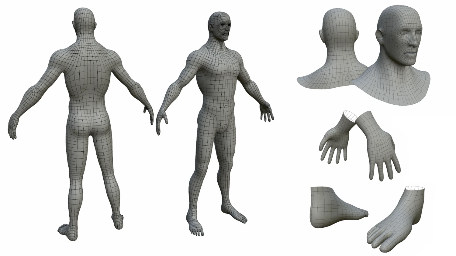 charcaters male anatomy low-poly 3D Model .c4d .max .obj .3ds .fbx .stl .blend
