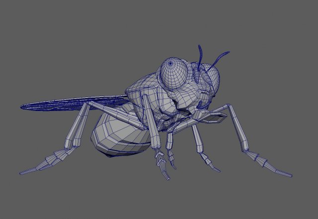 3d fly 3Dモデル .c4d .max .obj .3ds .fbx .stl .blend 