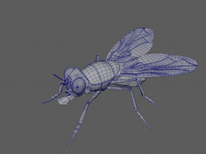 3d fly 3Dモデル