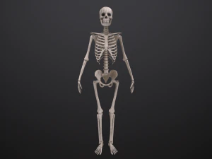 substance skeleton army 3D Model