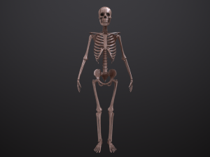 substance skeleton army 3D Model