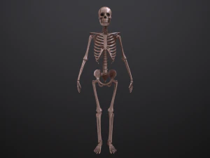 substance skeleton army 3D Model