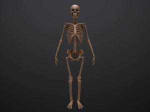 substance skeleton army 3D Model