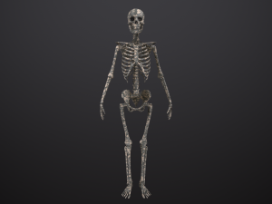 substance skeleton army 3D Model