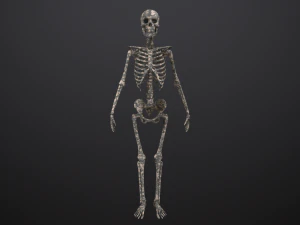 substance skeleton army 3D Model