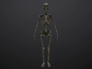 substance skeleton army 3D Model