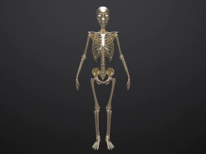 substance skeleton army 3D Model