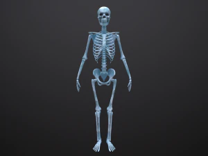substance skeleton army 3D Model