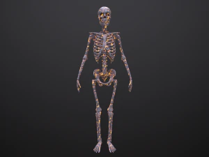 substance skeleton army 3D Model
