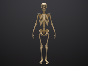 substance skeleton army 3D Model