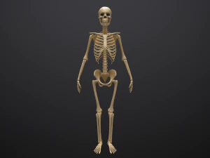 substance skeleton army 3D Model