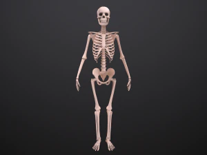 substance skeleton army 3D Model