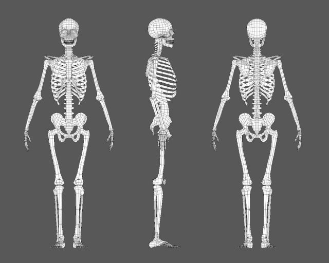 skeleton 3D Model .c4d .max .obj .3ds .fbx .stl .blend 