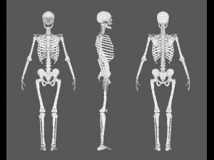 Skeleton 3D Modell