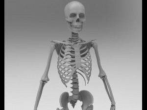 skeleton 3D Model
