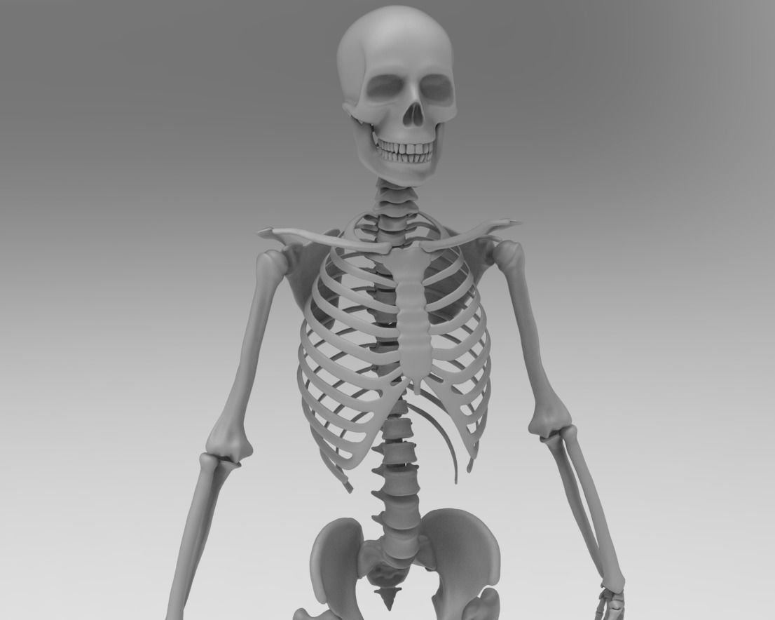 Включи скелет 3. Модель скелета. Скелет 3д модель. Скелет человека 3d модель. Скелет человека модель маленькая.