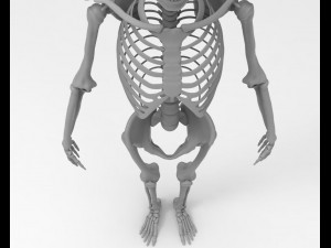 skeleton 3D Model
