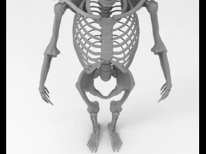 skeleton 3D Model