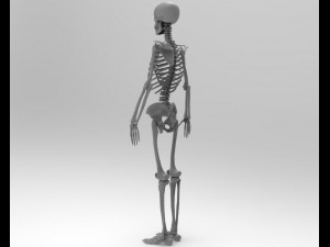 skeleton 3D Model