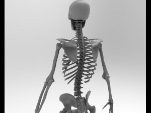 skeleton 3D Model