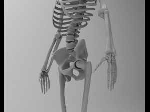 skeleton 3D Model