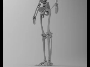 skeleton 3D Model