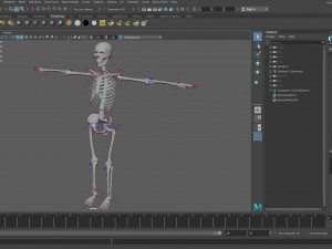 skeleton 3D Model