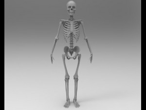 skeleton 3D Model