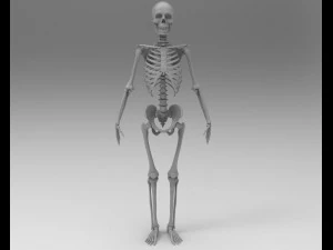 skeleton 3D Model