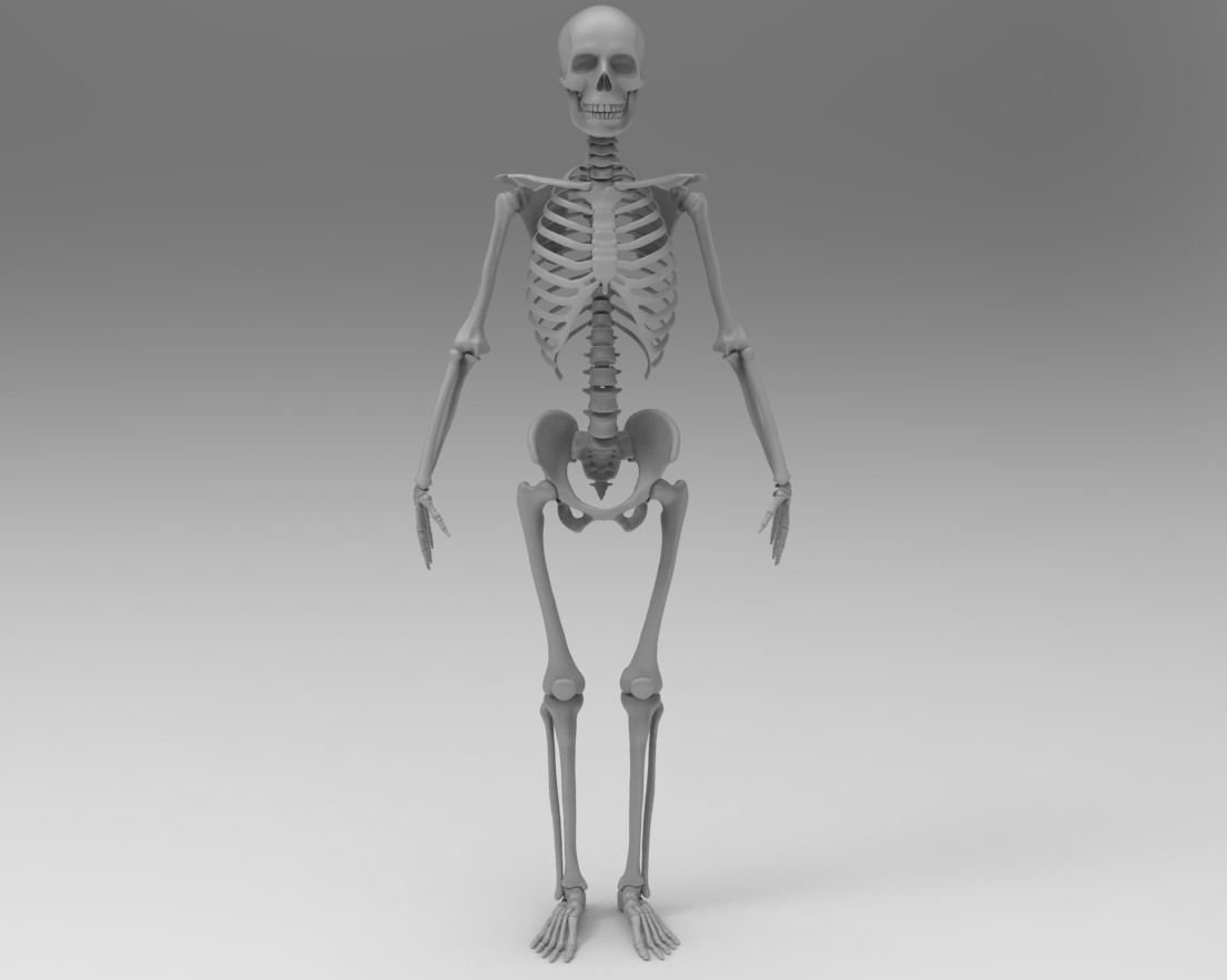 Включи скелет 3. Скелет lowpoly. Скелет 3д модель. Скелет Low Poly. Скелет человека в будущем.