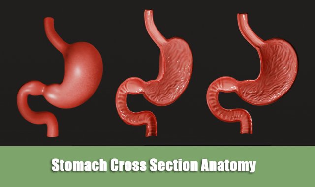 Stomach Cross Section Anatomy 3D Model .c4d .max .obj .3ds .fbx .stl .blend 